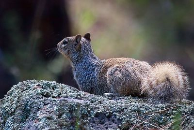 Rock Squirrel