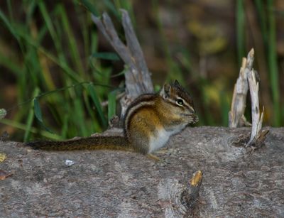 Colorado Chipmunk