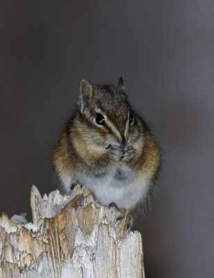 Colorado Chipmunk