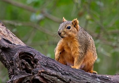 Eastern Fox Squirrel