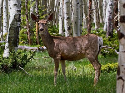 Mule Deer