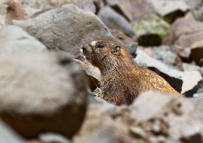 Yellow-bellied Marmot