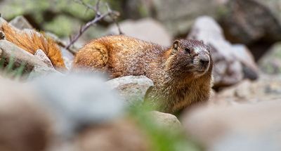 Yellow-bellied Marmot