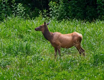 American Elk