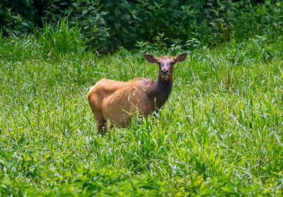 American Elk