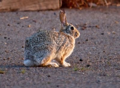 Desert Cottontail
