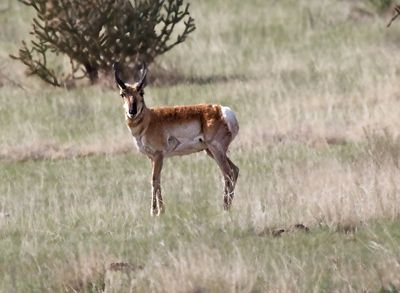 Pronghorn Antelope