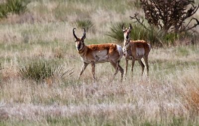 Pronghorn Antelope