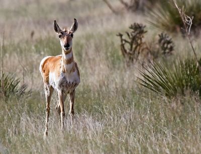 Pronghorn Antelope