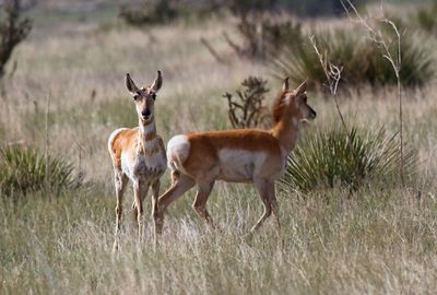 Pronghorn Antelope