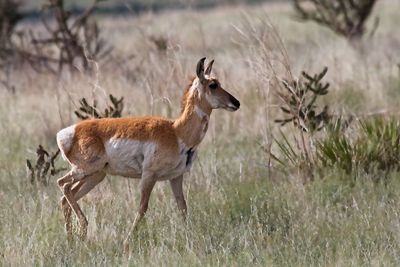 Pronghorn Antelope