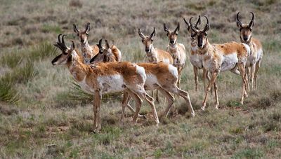 Pronghorn Antelope