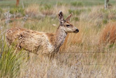 Mule Deer
