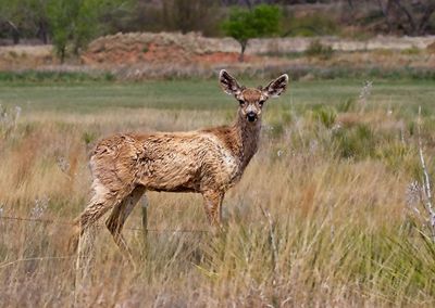 Mule Deer