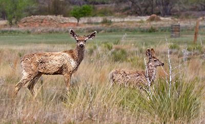 Mule Deer