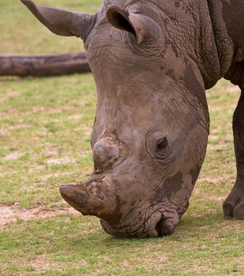 White Rhinocerous