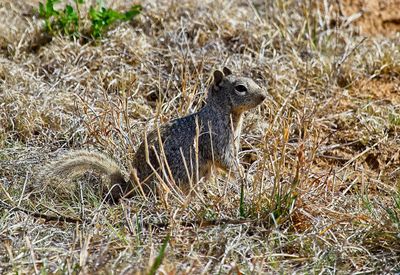 Rock Squirrel
