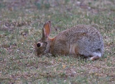 Desert Cottontail