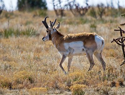 Pronghorn Antelope