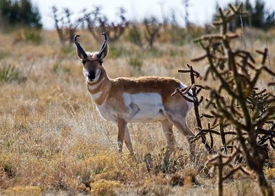 Pronghorn Antelope