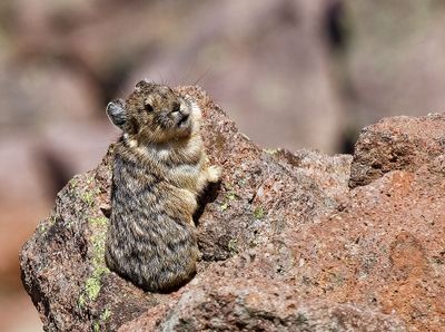 American Pika