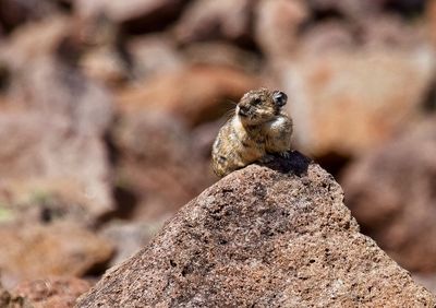 American Pika
