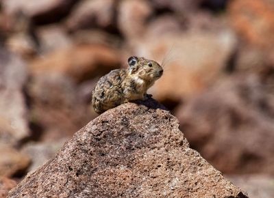 American Pika