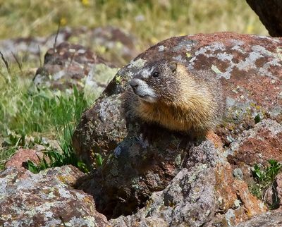 Yellow-bellied Marmot