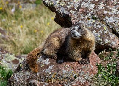 Yellow-bellied Marmot