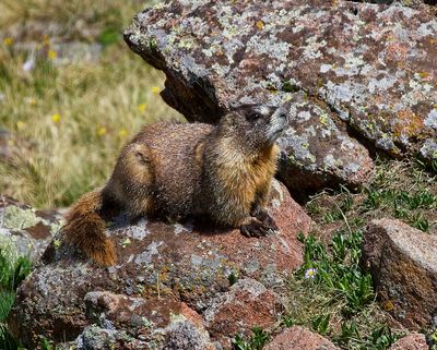 Yellow-bellied Marmot