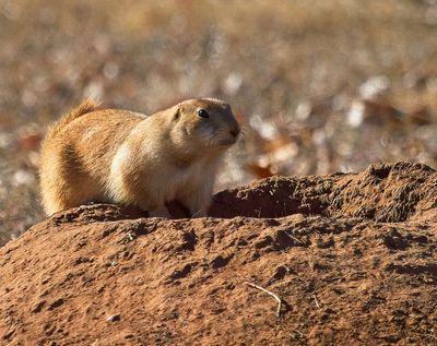 Black-tailed Prairie Dog