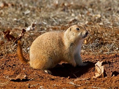 Black-tailed Prairie Dog