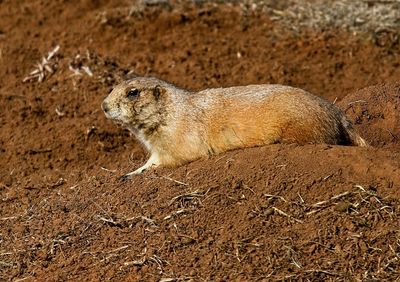 Black-tailed Prairie Dog
