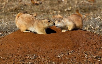 Black-tailed Prairie Dog