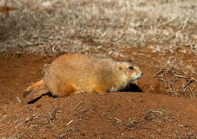 Black-tailed Prairie Dog