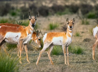 Pronghorn Antelope