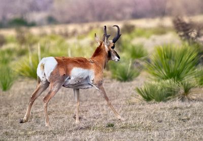 Pronghorn Antelope