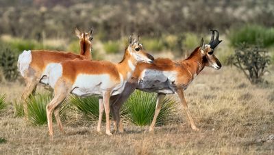 Pronghorn Antelope