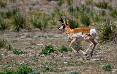 Pronghorn Antelope