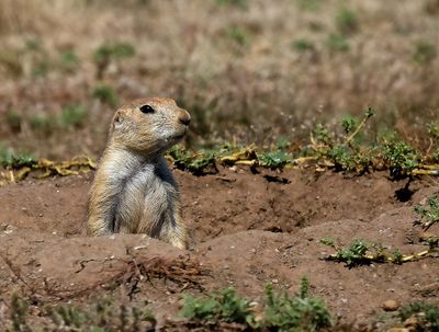 Black-tailed Prairie Dog