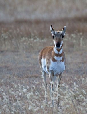 Pronghorn Antelope