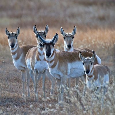 Pronghorn Antelope