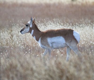 Pronghorn Antelope