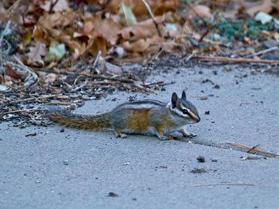 Least Chipmonk