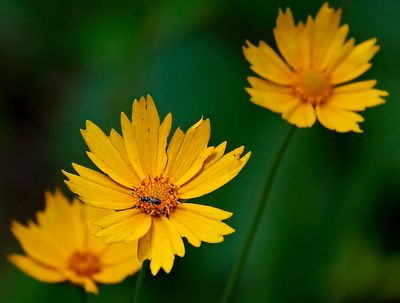 Golden Crownbeard