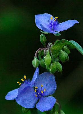 Ohio Spiderwort