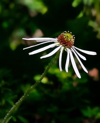 Sanguine Purple Coneflower