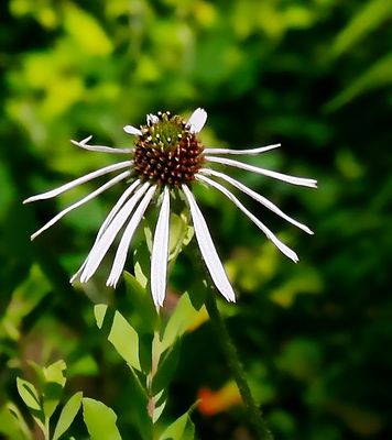 Sanguine Purple Coneflower