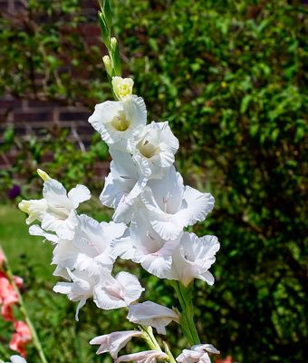 Gladiola