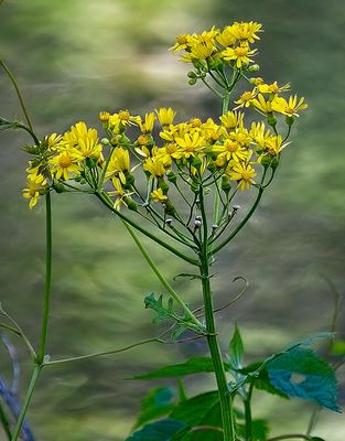 Annual Broomweed